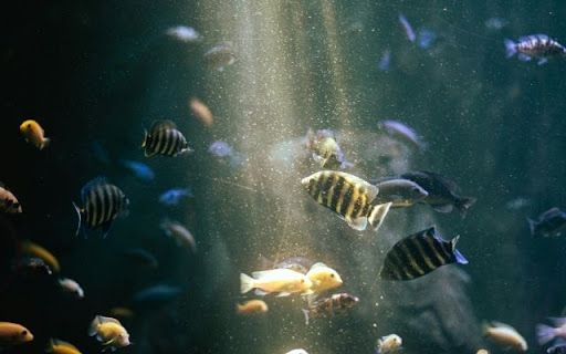 An Intriguing Cichlid Community screenshot 1