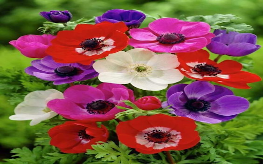 Anemone flower wallpaper screenshot 1