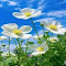 anemone flower wallpaper logo