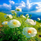 Anemone flowers in mountains Wallpaper logo
