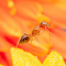 Ant on a yellow flower logo