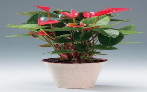 Anthurium wallpaper screenshot 1