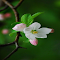 Apple blossom wallpaper logo