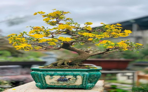 apricot blossom tree wallpaper screenshot 1