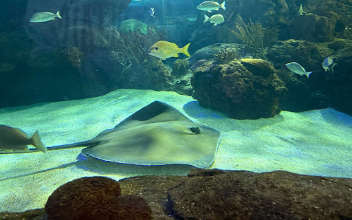 aquarium screenshot 1