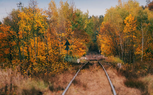 Autumn forest screenshot 1