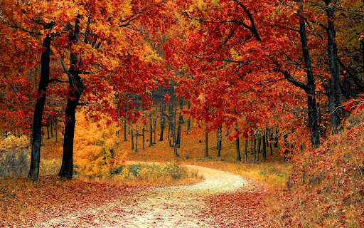 Autumn Forest Path screenshot 1