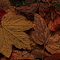 Autumn leaves logo