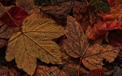 Autumn leaves screenshot 1