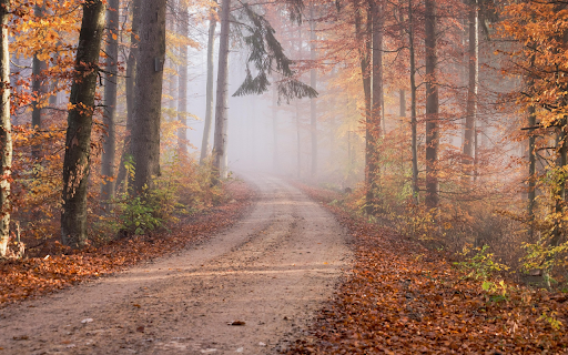 Autumn Path in the Mist screenshot 1
