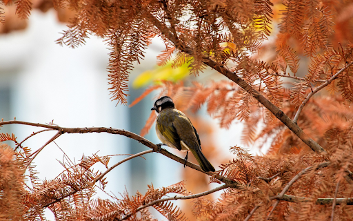 Autumn Perch screenshot 1