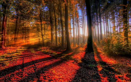 Autumn Sunbeams screenshot 1