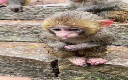 baboon monkey wallpaper screenshot 1