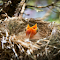 Baby Birds and Their Cute Mouths logo