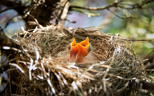 Baby Birds and Their Cute Mouths screenshot 1