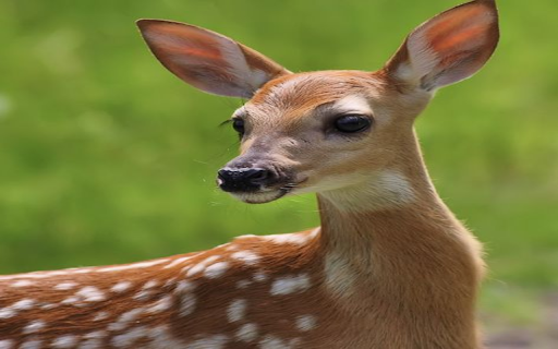 Baby deer wallpaper screenshot 1