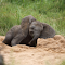 Baby Elephant in the Sandpit logo