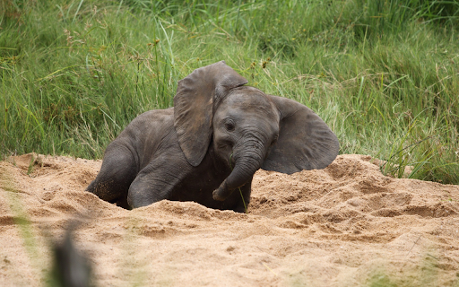 Baby Elephant in the Sandpit screenshot 1