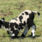 Baby Lamb with Cow Hair logo