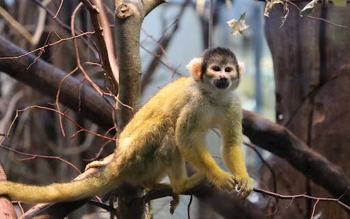 Baby Monkey Theme screenshot 1