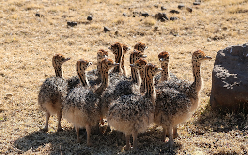 baby ostriches screenshot 1