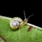 Baby snail logo