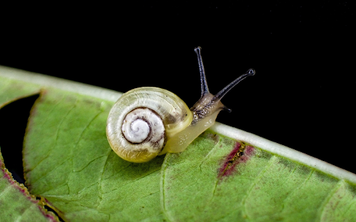 Baby snail screenshot 1