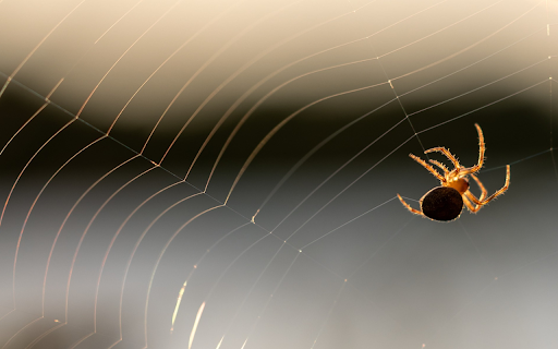 Baby spiders spin silk screenshot 1