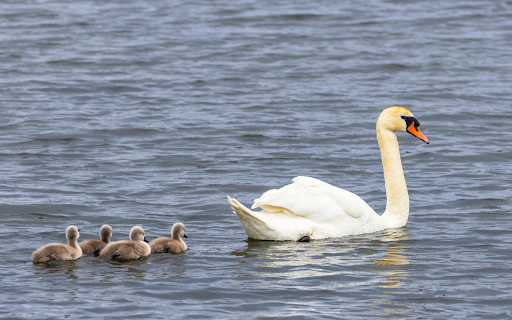 Baby Swans screenshot 1