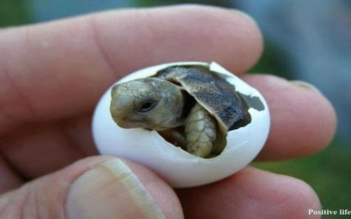 baby turtle hatching from egg wallpaper screenshot 1