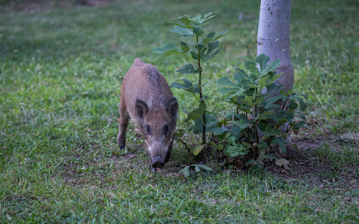 Baby Wild Boar screenshot 1