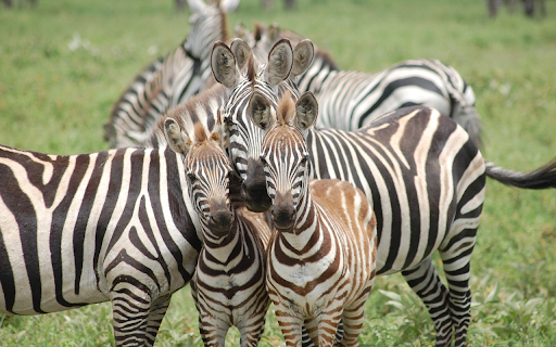Baby zebras screenshot 1