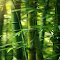 Bamboo forest wallpaper logo