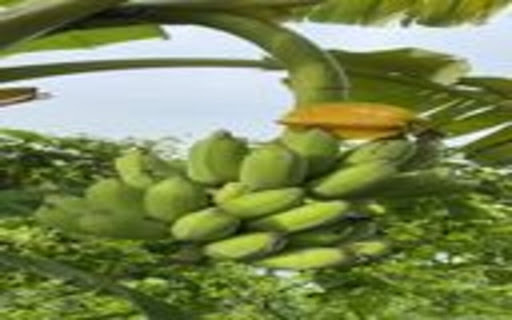 banana bunch wallpaper screenshot 1