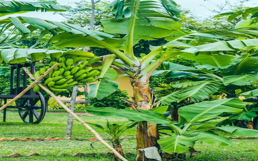 banana tree wallpaper screenshot 1