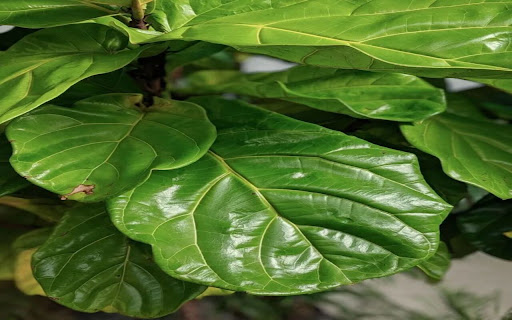 banyan leaf wallpaper screenshot 1