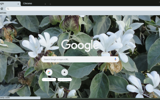 Barleria screenshot 1