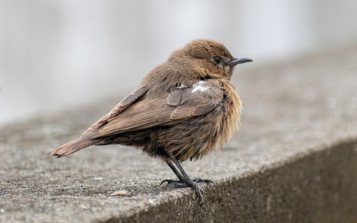 BEAK Theme screenshot 1