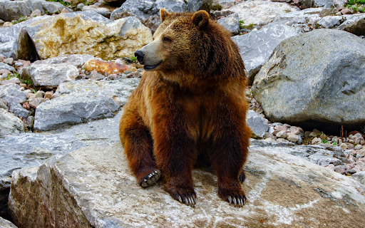 Bear on the Rocks screenshot 1