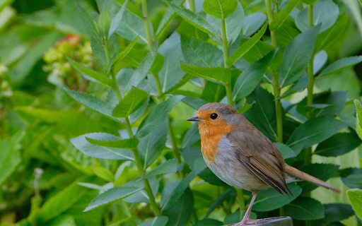 Beautiful bird on a young branch screenshot 1