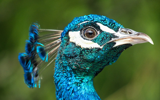 Beautiful blue peacock screenshot 1