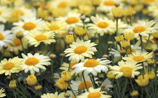 Beautiful daisy garden screenshot 1