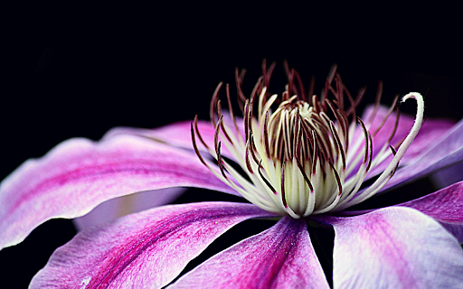 Beautiful flower screenshot 1