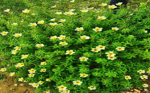 beautiful flower bush wallpaper screenshot 1