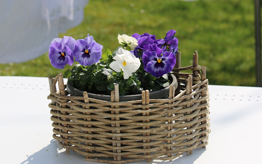 Beautiful flower pot screenshot 1