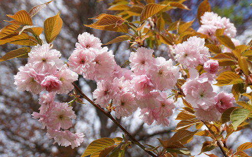 Beautiful Flowers screenshot 1