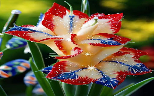 beautiful gladiolus wallpaper screenshot 1