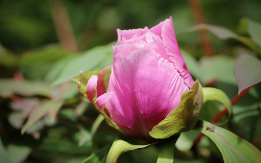 Beautiful national flower screenshot 1