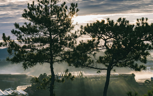 Beautiful Pine Tree At Dawn In Da Lat, Vietnam screenshot 1
