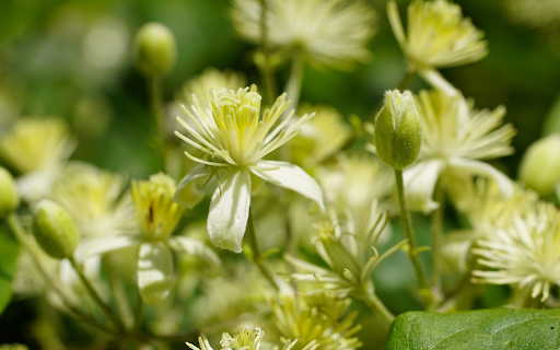 Beautiful pure white flowers screenshot 1
